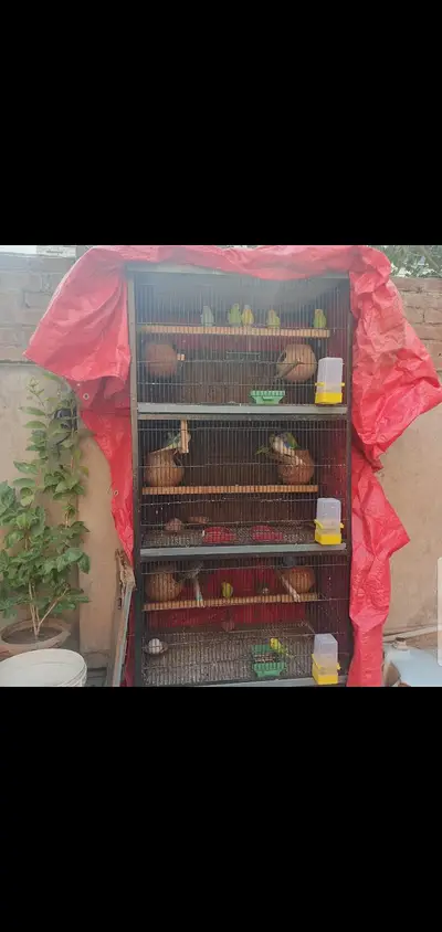 Pineapple conure breeder pair

                                                            alt=