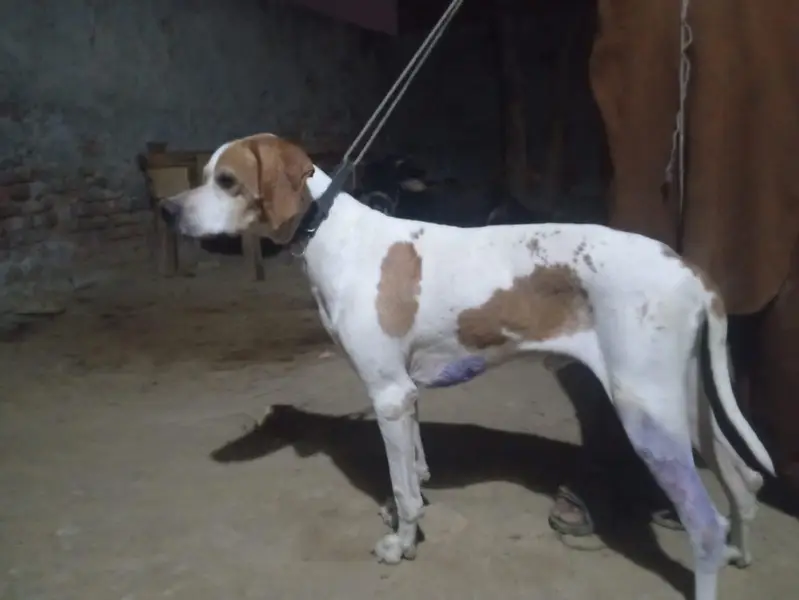 English pointer male available for sale

                                                            alt=