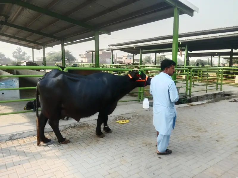 buffalo/ neeli ravi jhoti 14 kilo doodh taza sui

                                                            alt=