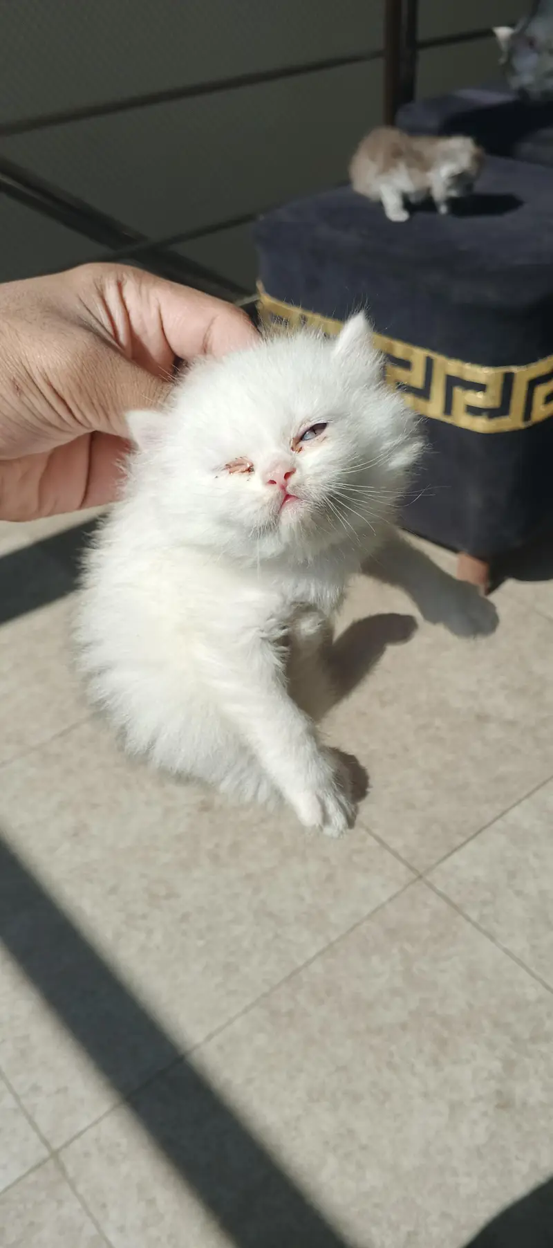 2 Persian Female Kittens | Triple Coated

                                                            alt=