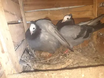 35 wala pair

                                                            alt=