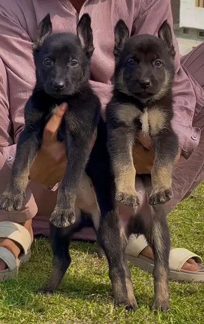German Shepherd black puppies / Black German Shepherd / Long coat

                                                            alt=
