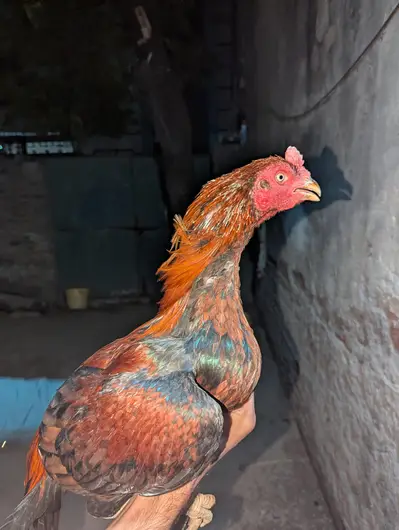 aseel phta for sale

                                                            alt=