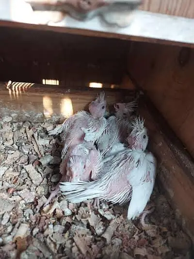 Eno Cocktiel Chicks Red Eye

                                                            alt=