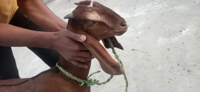 Ghar ki path for sale

                                                            alt=