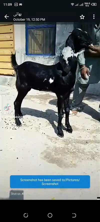 Rajanpuri Bakri Our 3 Bacchon Ka Sath Urgent For Sale _ +03102718718

                                                            alt=