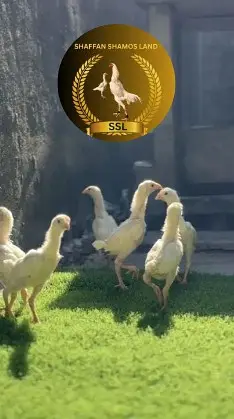 Aseel |shamo ckicks |o shamo |white shamo |Fertile Eggs | German sham

                                                            alt=