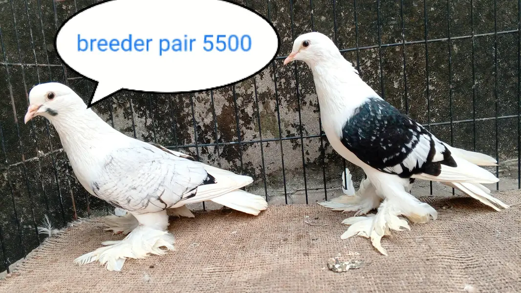 fancy pigeon | kabutar| Jacobin|  frillback saddle | amarican fantail|

                                                            alt=