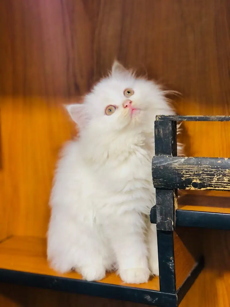 Cute Persian Cats & Kittens Available — Healthy & Playful

                                                            alt=