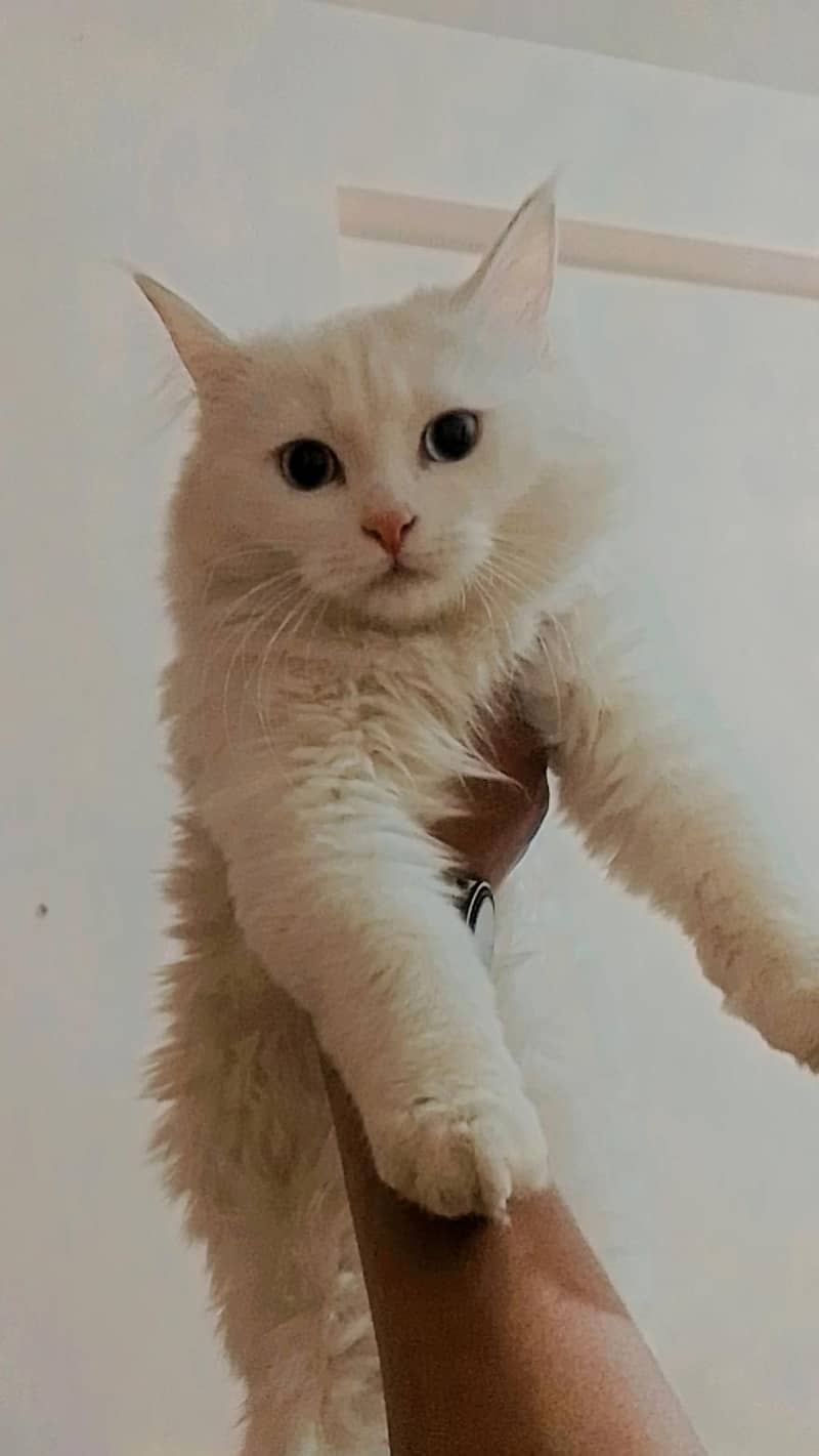 Persian male kittens available for sale

                                                            alt=