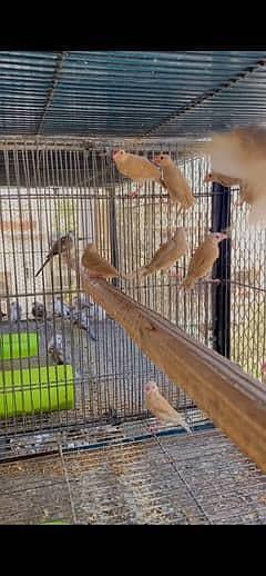 fawn jawa finch

                                                            alt=