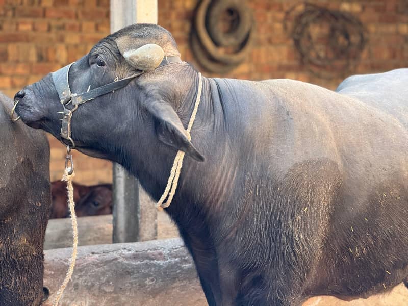 nili ravi ka jhota

                                                            alt=