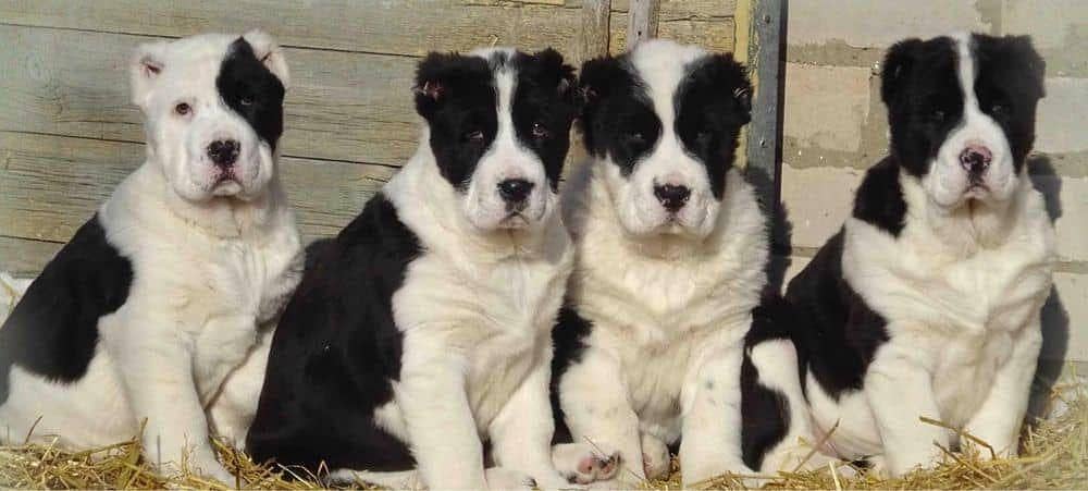 IMPORTED ALABAI XL SIZE PUPPIES ARE AVAILABLE FOR SALE

                                                            alt=