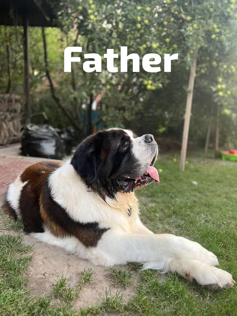 TOP QUALITY SAINT BERNARD PUPPIES AVAILABLE FOR SALE

                                                            alt=