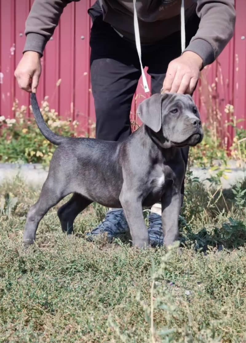 IMPORTED CANE CORSO PUPPIES ARE AVAILABLE FOR SALE

                                                            alt=