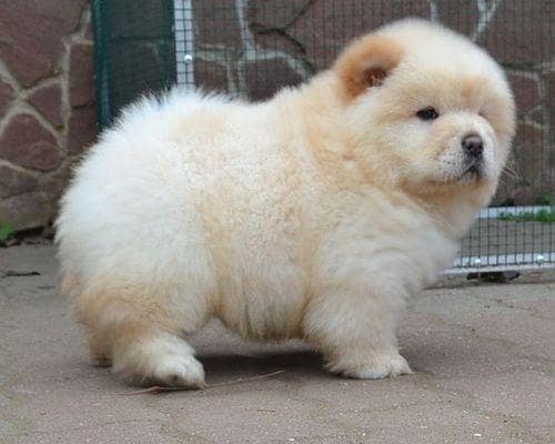 TOP QUALITY IMPORTED CHOW CHOW PUPPIES AVAILABLE FOR SALE

                                                            alt=