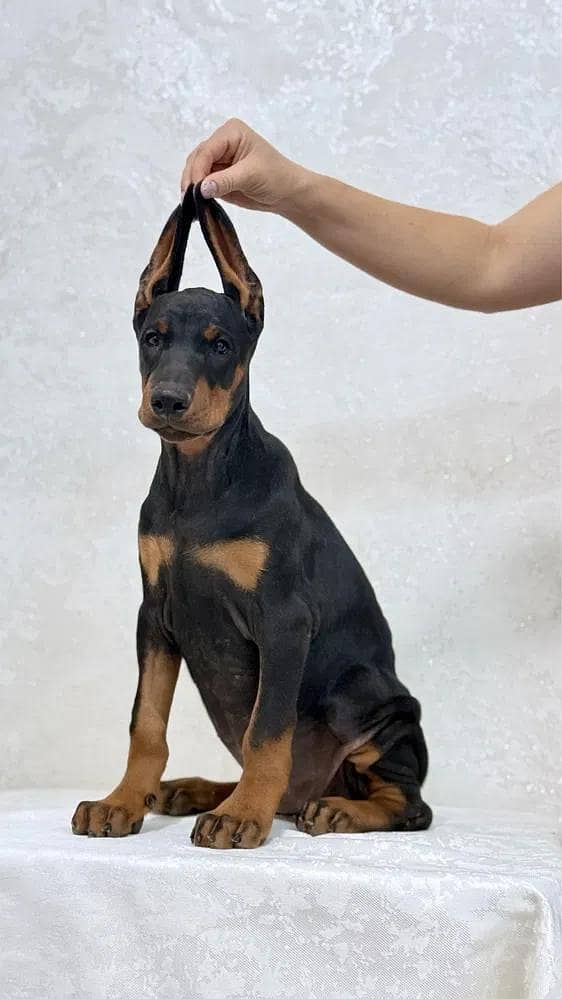 IMPORTED EUROPEAN DOBERMAN PUPPIES AVAILABLE FOR SALE

                                                            alt=