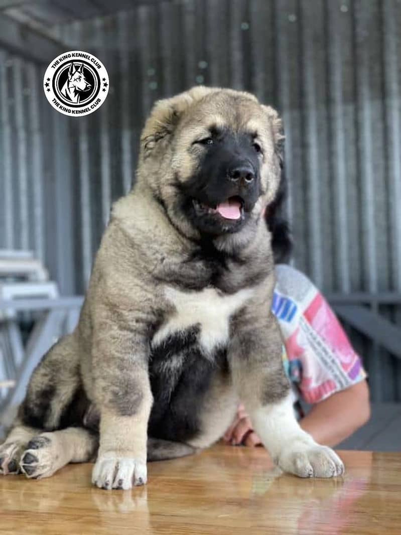 IMPORTED CAUCASIAN SHEPHERD PUPPIES AVAILABLE FOR SALE

                                                            alt=