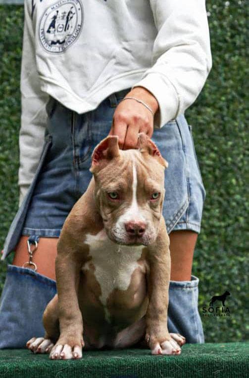 IMPORTED AMERICAN BULLY DOG PUPPIES AVAILABLE FOR SALE

                                                            alt=