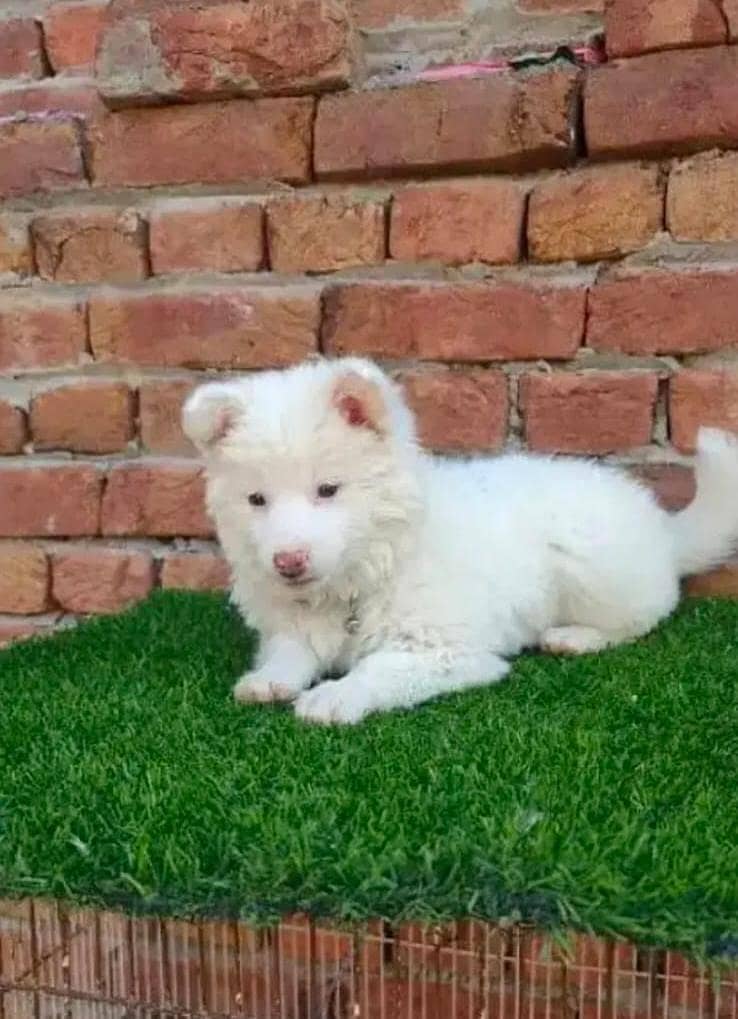 Russian puppy dog eag 2 month   0314/1372/694 WhatsApp

                                                            alt=