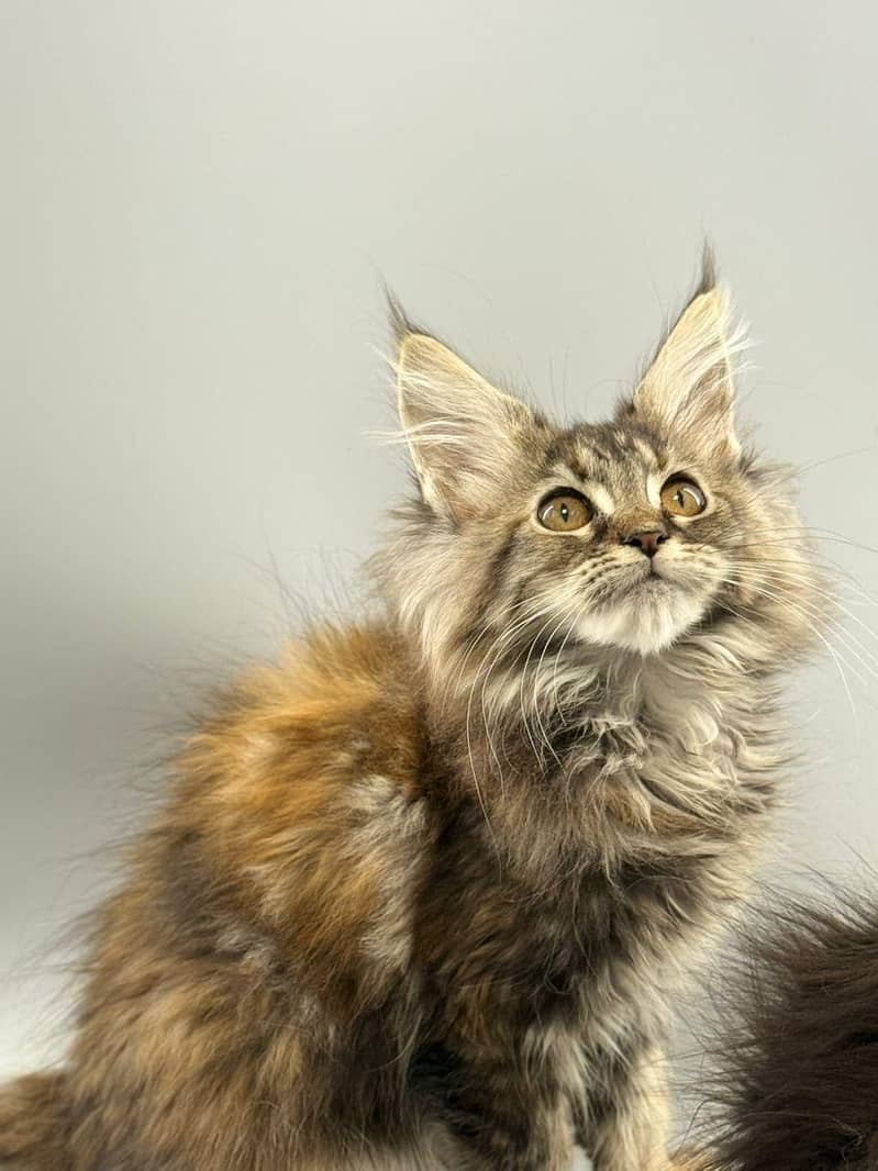 IMPORTED MAINE COON KITTENS AVAILABLE FOR SALE

                                                            alt=