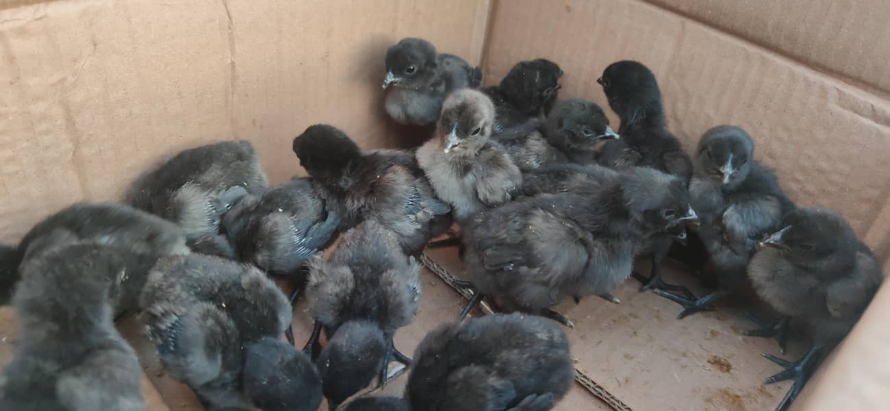 Ayam Cemani 3 week old chicks and firtile eggs available

                                                            alt=