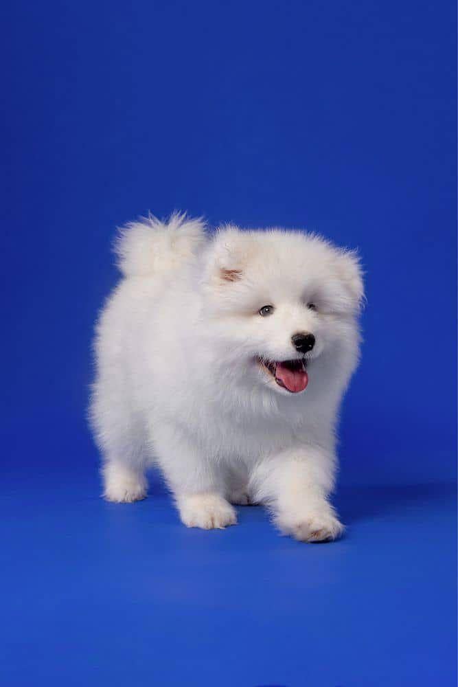 IMPORTED TOP QUALITY RUSSIAN SAMOYED PUPPIES AVAILABLE FOR SALE

                                                            alt=
