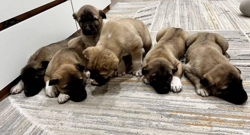 IMPORTED KANGAL XL SIZE PUPPIES AVAILABLE FOR SALE

                                                            alt=