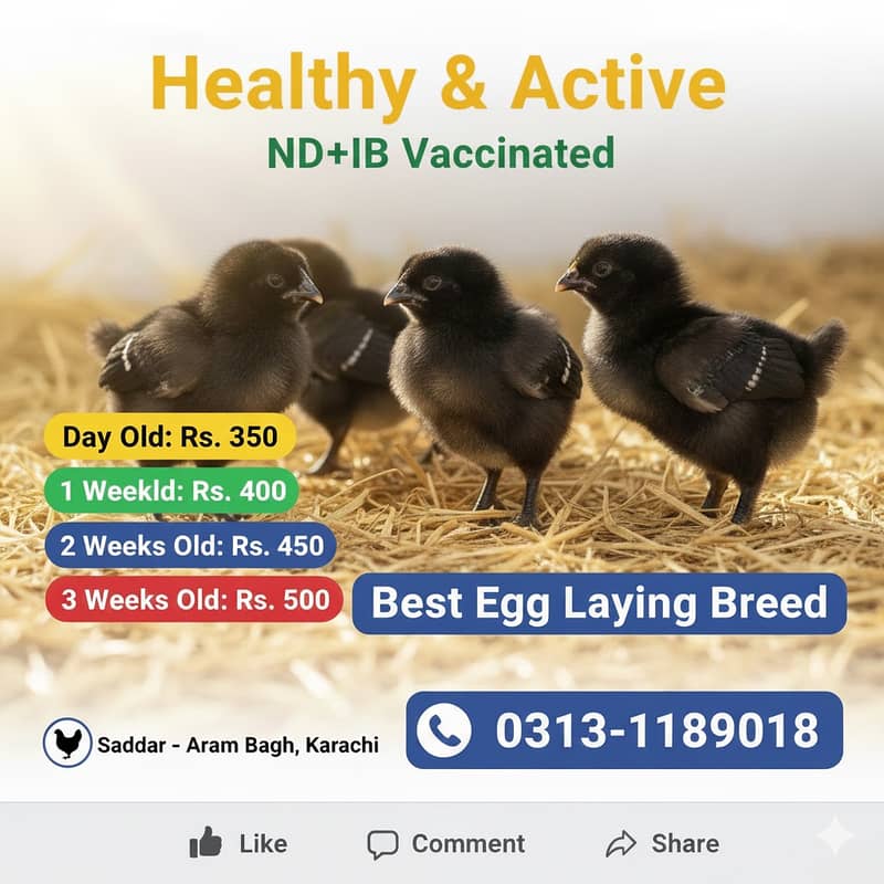 Australorp Commercial Breed Chicks | One Day to 1 Month

                                                            alt=