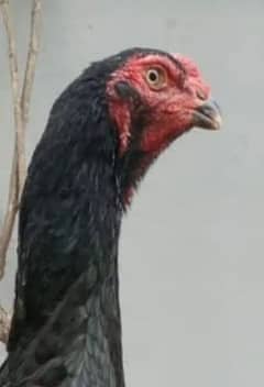 Black shamoo chick | Shamo Aseel | Oh shamo | shamo egg  | Chicks

                                                            alt=