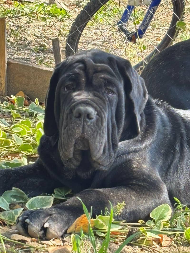 IMPORTED NEAPOLLITAN MASTIFF PUPPIES AVAILABLE FOR SALE

                                                            alt=
