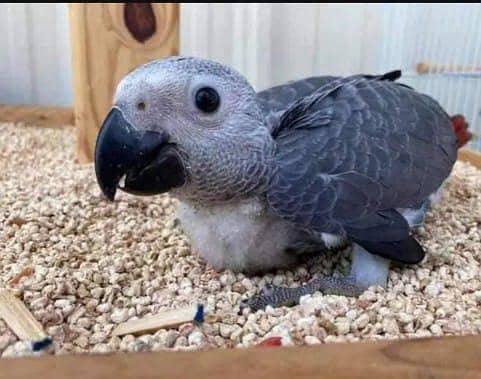 African grey parrot chicks for (03430822838)

                                                            alt=
