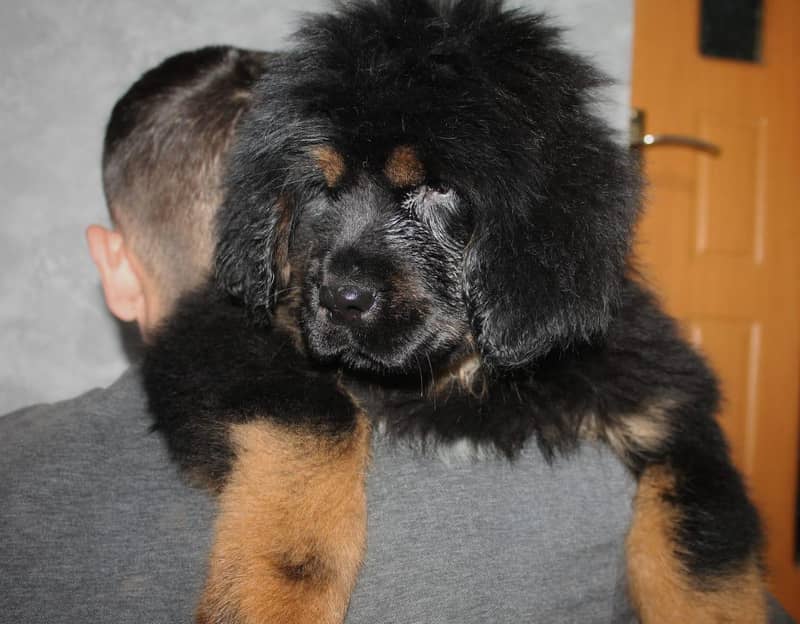 IMPORTED TIBETAN MASTIFF PUPPIES AVAILABLE FOR SALE

                                                            alt=