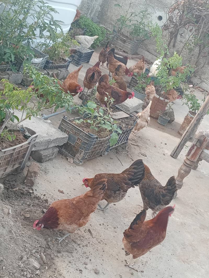 Desi Andy Gher k

                                                            alt=