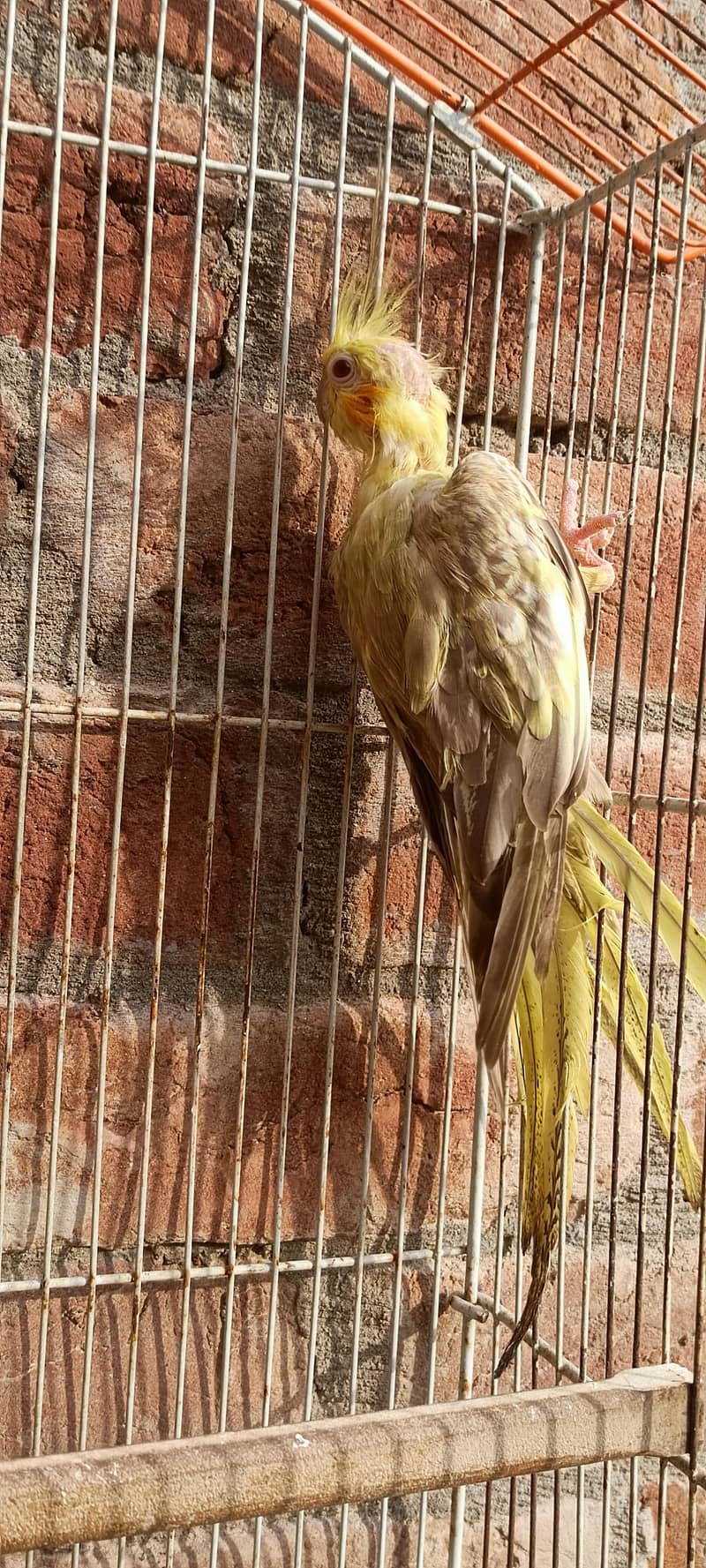 Red eye breeder female

                                                            alt=