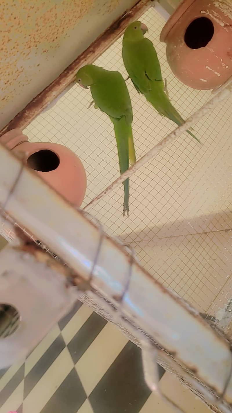 parrot

                                                            alt=