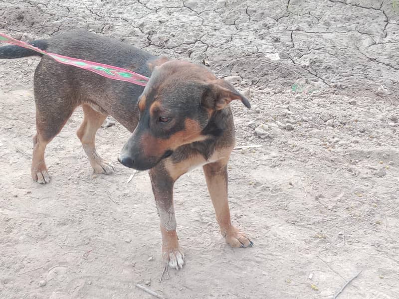 Rottweiler male

                                                            alt=