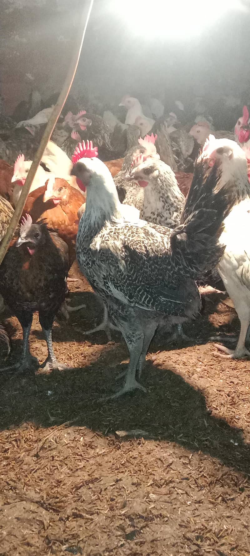 golden mishri

                                                            alt=