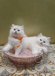 Persian cats My WhatsApp 03249304714

                                                            alt=