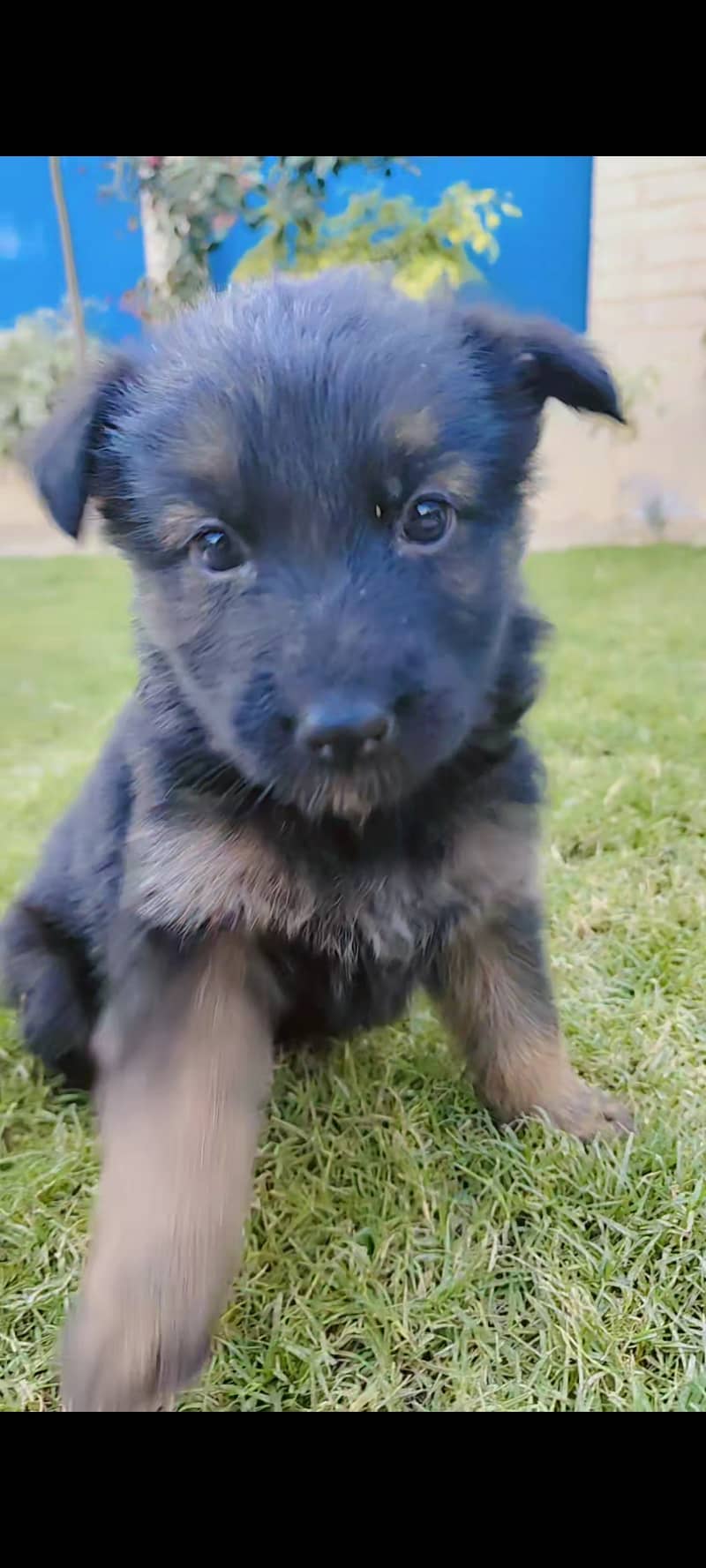 We have 8 females. 6 Fullblack, 3 Black&tan German shepherd puppies.

                                                            alt=