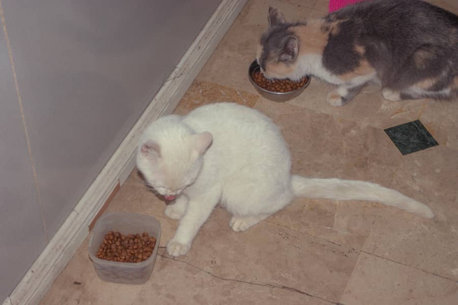 Persian Cat Couple

                                                            alt=