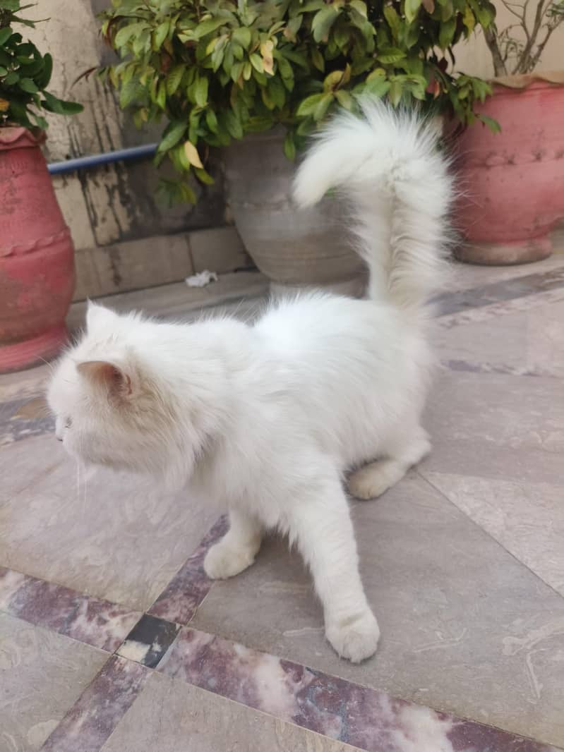 urgent sale

                                                            alt=