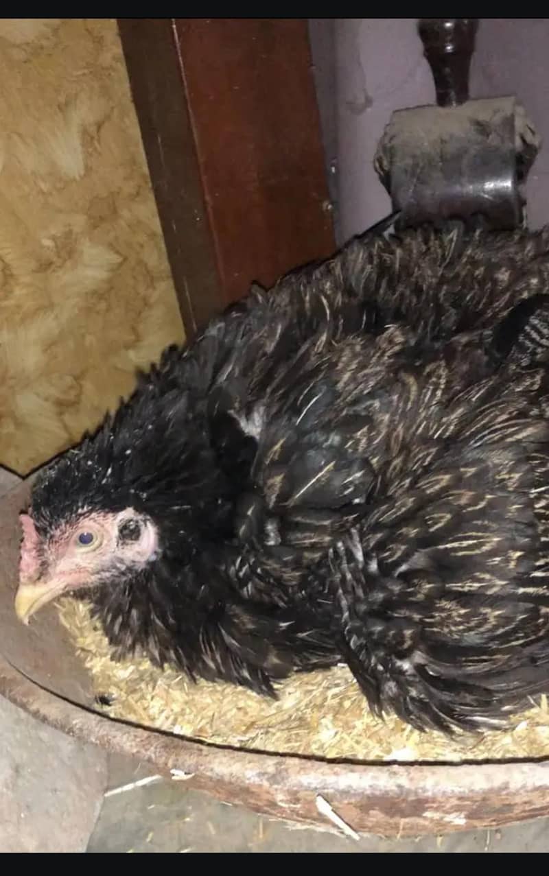 required kurk madi

                                                            alt=