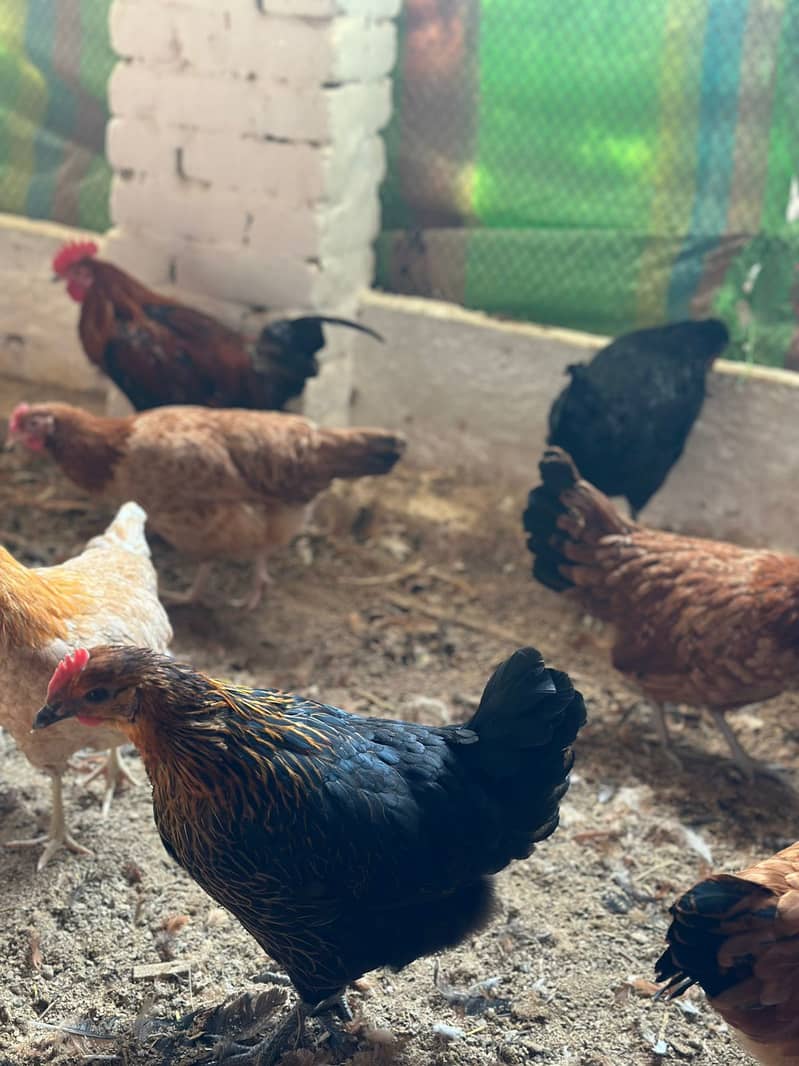 desi murghi  /golden misri /golden misri hen / desi hen /مرغی

                                                            alt=