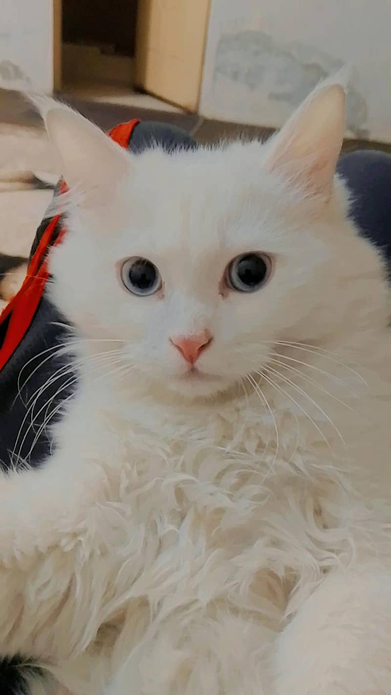 Persian male kittens available for sale

                                                            alt=