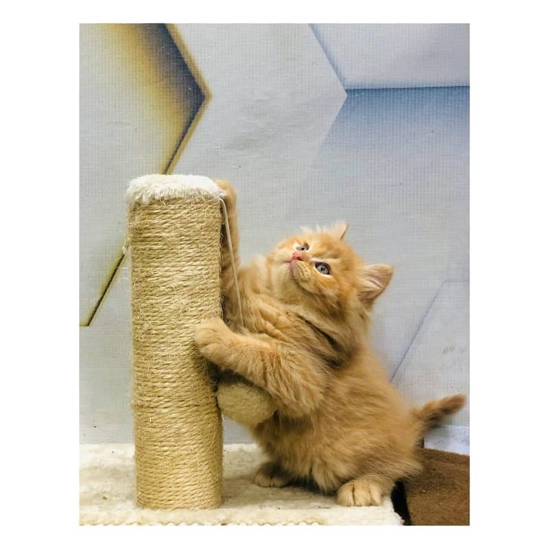 Persian Punch face triple coat cat Kitten

                                                            alt=