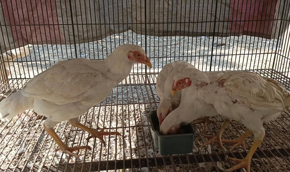 HEERA ASEEL | WHITE O SHAMO DIFFERENT AGES AND PRICES

                                                            alt=