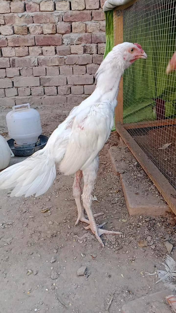 Heera and color chicks

                                                            alt=