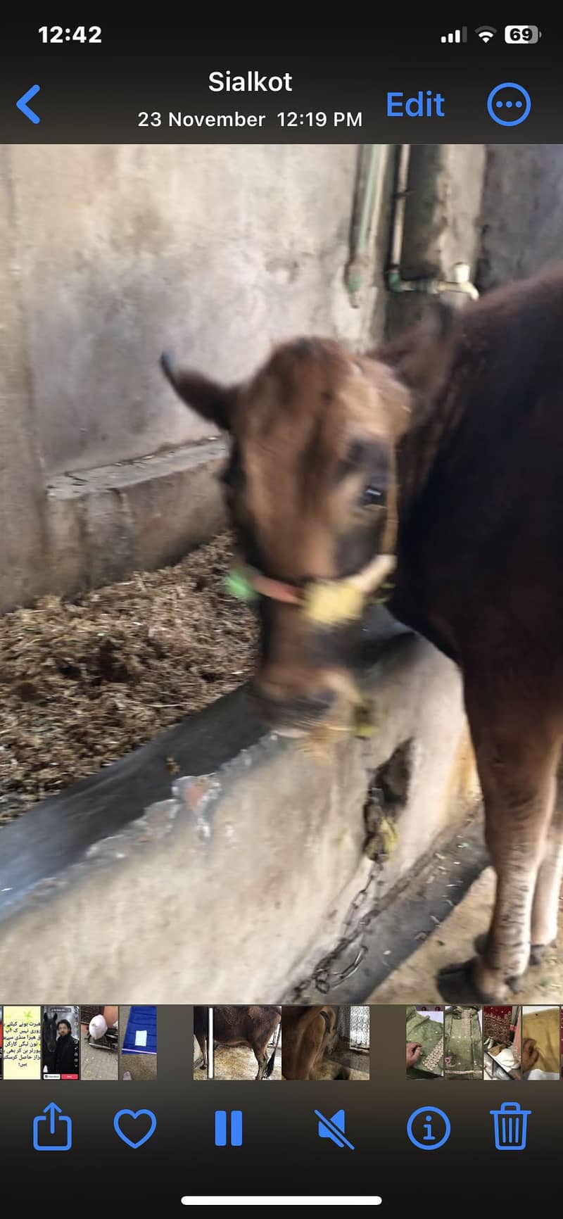 jarsi cow

                                                            alt=