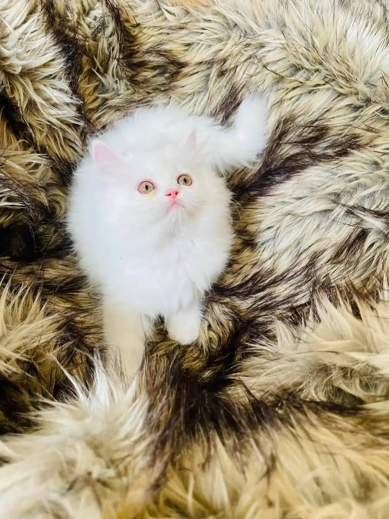 (0325-1345149) Top Quality Persian kitten or cat baby

                                                            alt=